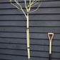 Fig - Ficus carica 'Brogiotto Nero' - Half Standard - Height 180-200cm - 35lt