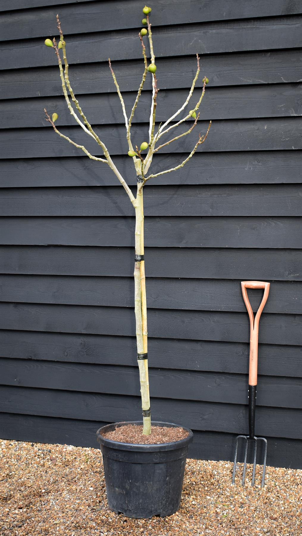 Fig - Ficus carica 'Brogiotto Nero' - Half Standard - Height 180-200cm - 35lt