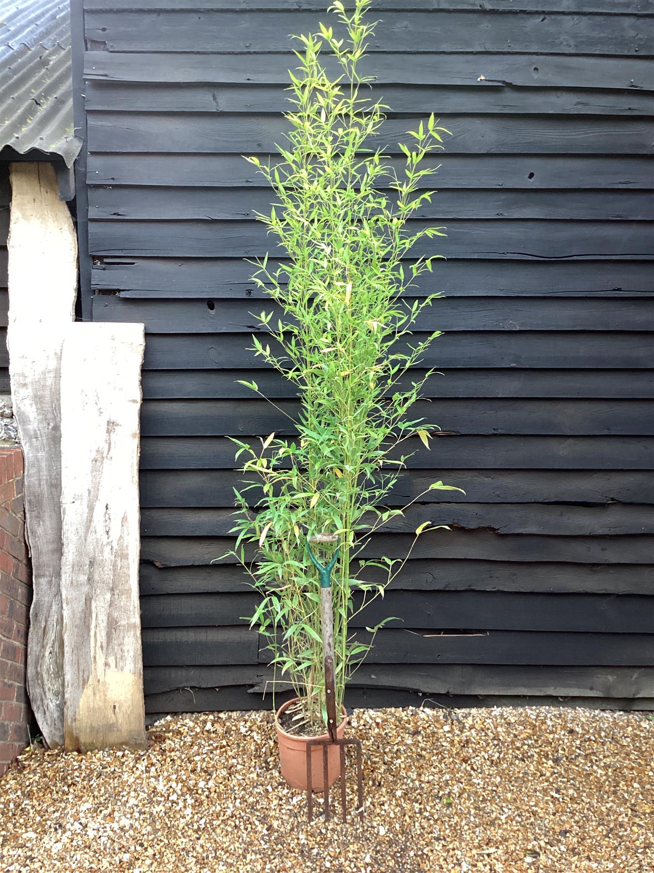 Phyllostachys aurea | Fish-pole bamboo - Height 180-200cm - 10lt