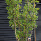 Arbutus Unedo | Strawberry Tree - Multistem - Height 330-350cm - 230lt