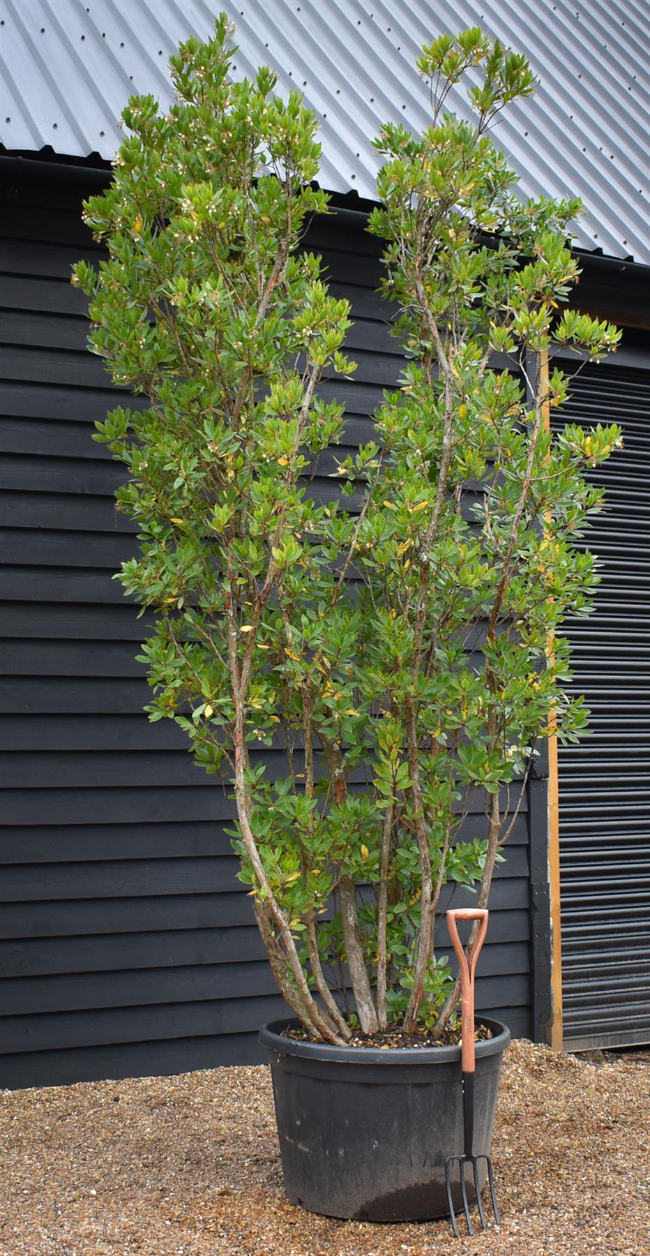 Arbutus Unedo | Strawberry Tree - Multistem - Height 330-350cm - 230lt