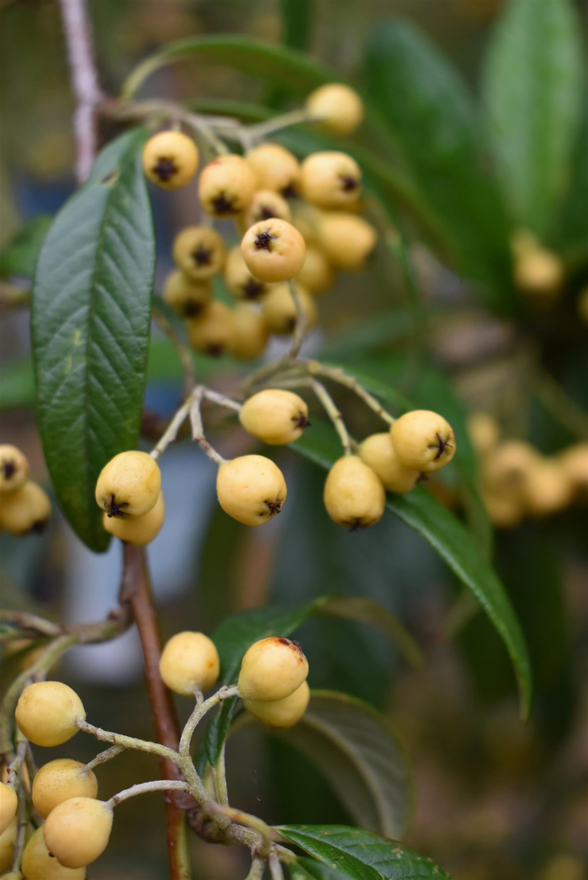 Cotoneaster 'Rothschildianus' | Willow-Leaved Cotoneaster - 160-180cm - 12lt