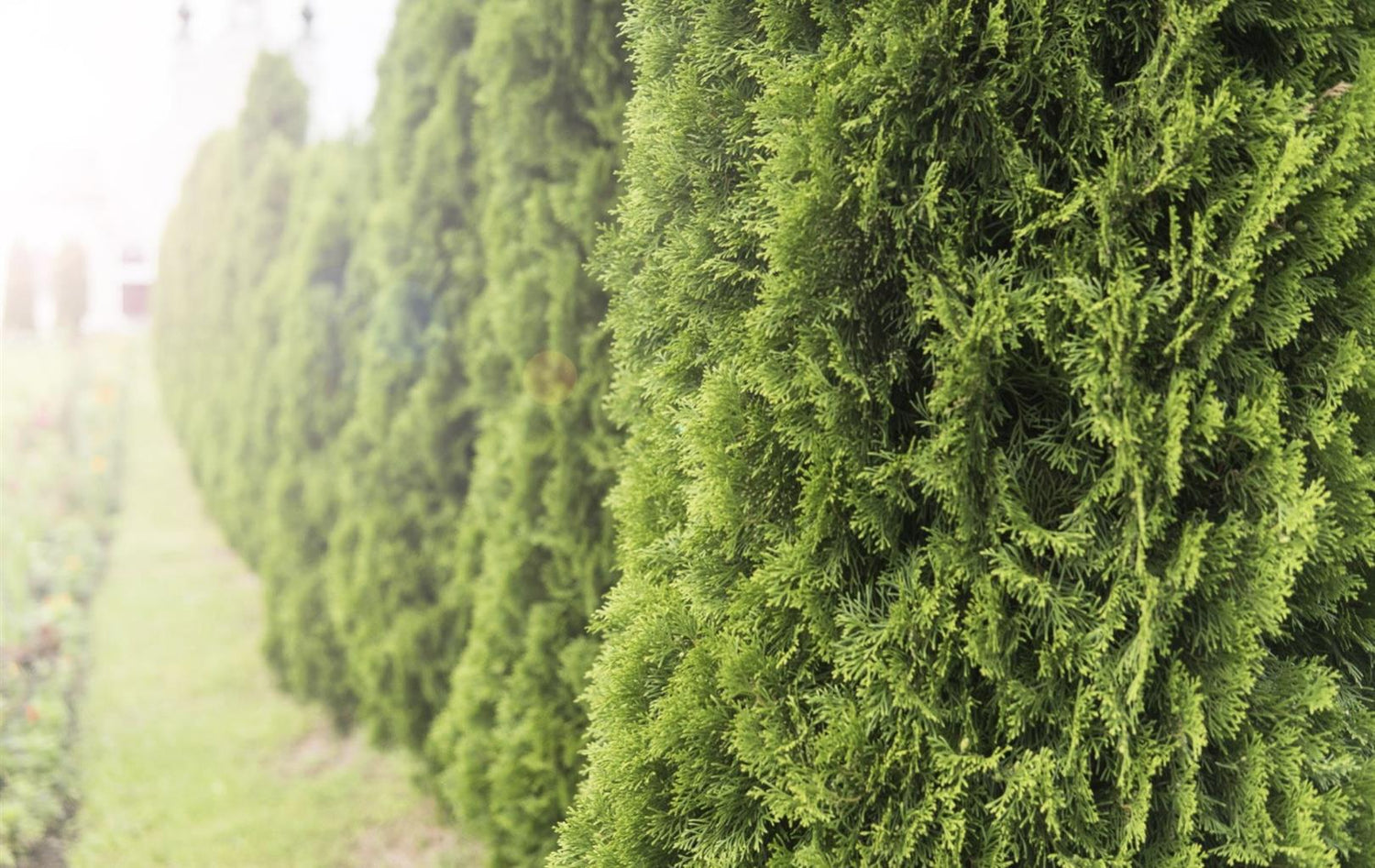 Leyland Cypress 'Gold Rider' - 120-150cm, 20lt