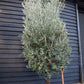 Olive Tree | Olea Europea - Very Bushy - Short Stem 40-60cm - Girth 40-45cm - Height 150-180cm - 70lt