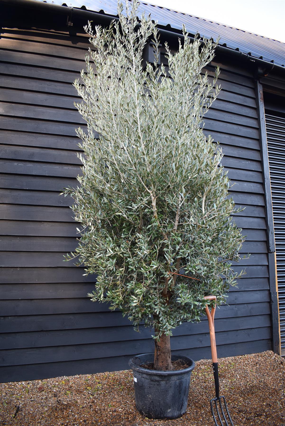 Olive Tree | Olea Europea - Clear Short Stem 40-60cm - Girth 40-45cm - Height 150-180cm - 70lt