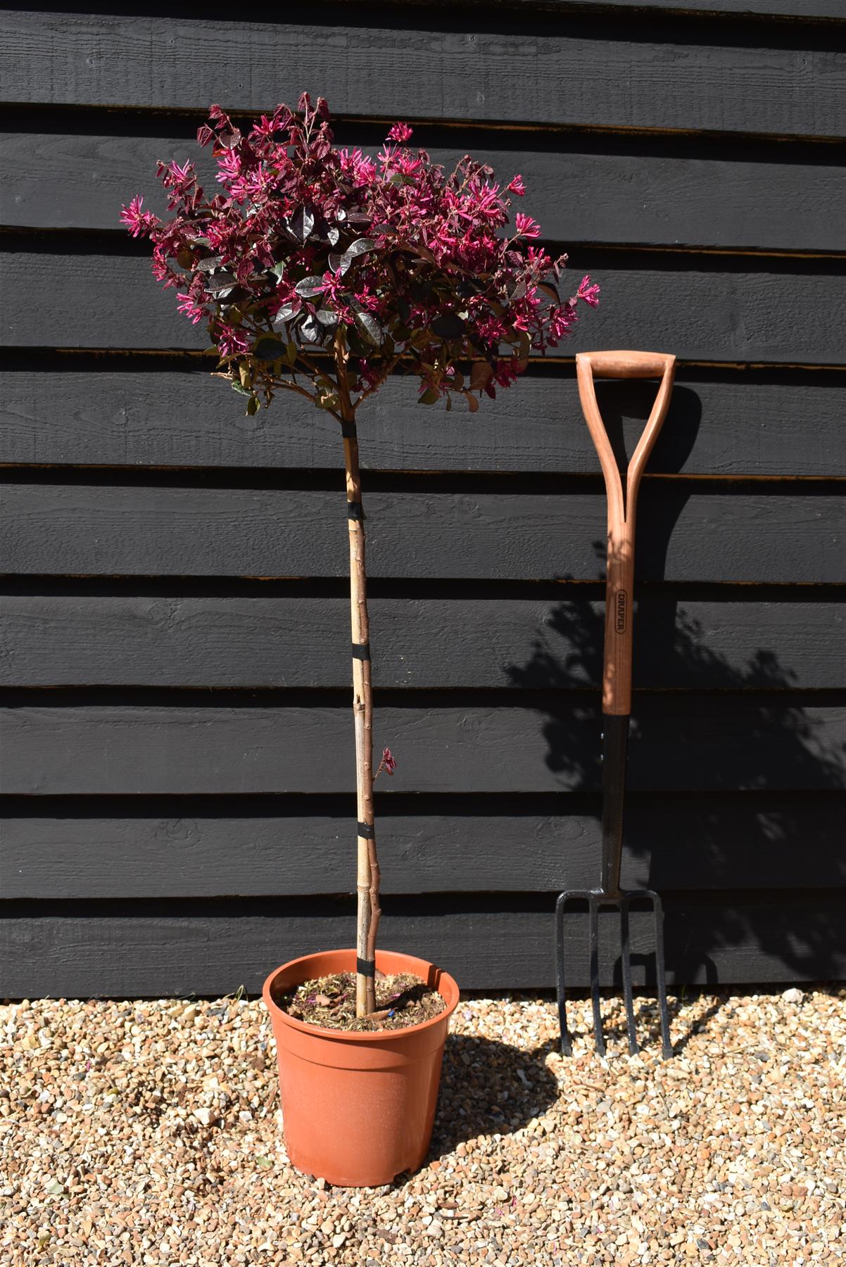 Loropetalum Fede | Chinese Fringe Flower - Ministem 50cm - Height 100cm - 7lt