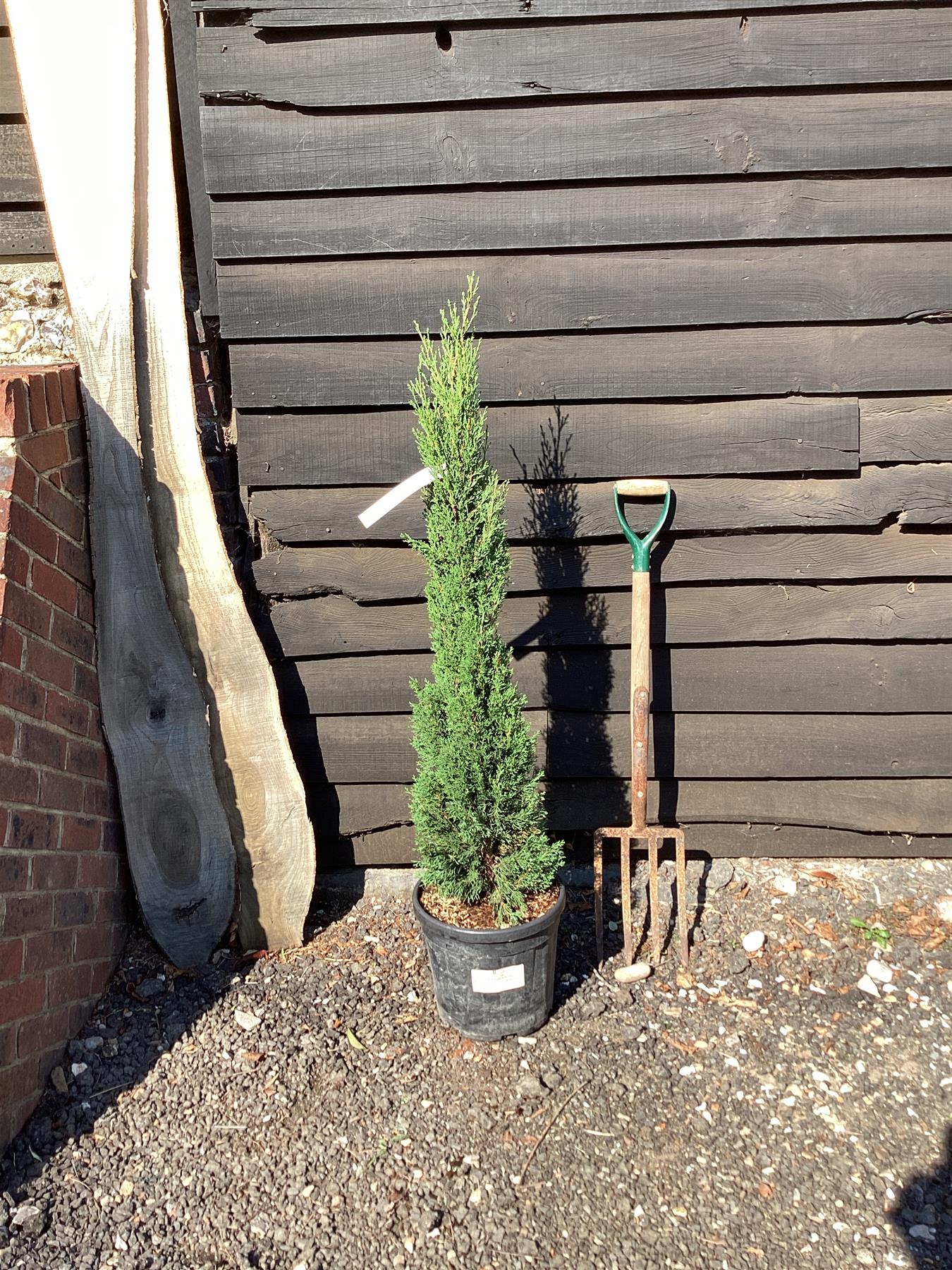 Cupressus sempervirens (Italian Cypress) - 180/190cm, 15lt