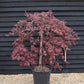 Acer palmatum 'Crimson Queen' | Weeping Japanese Maple - 70lt