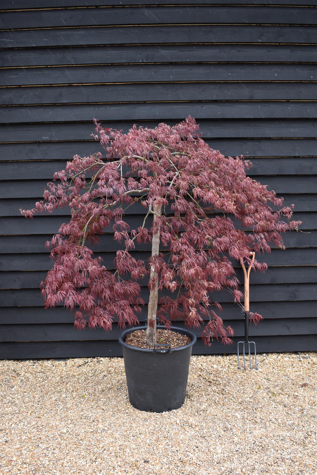 Acer palmatum 'Crimson Queen' | Weeping Japanese Maple - 70lt