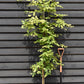 European Hornbeam | Carpinus betulus - Height 250-300cm - 70lt