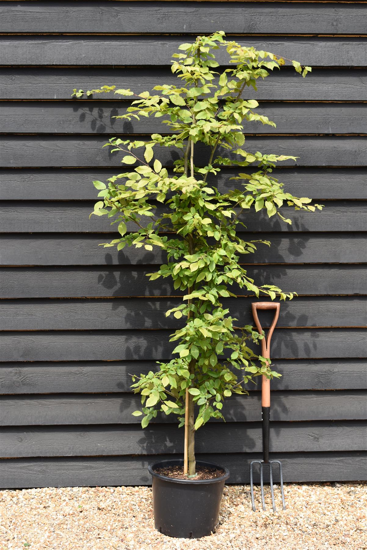 European Hornbeam | Carpinus betulus - Height 250-300cm - 70lt