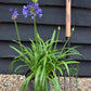 Agapanthus "Ever Couple" - White and Sapphire | African Lily  - 30-50cm - 6lt