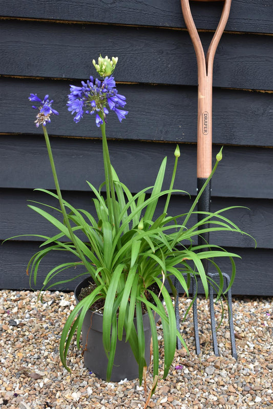Agapanthus "Ever Couple" - White and Sapphire | African Lily  - 30-50cm - 6lt