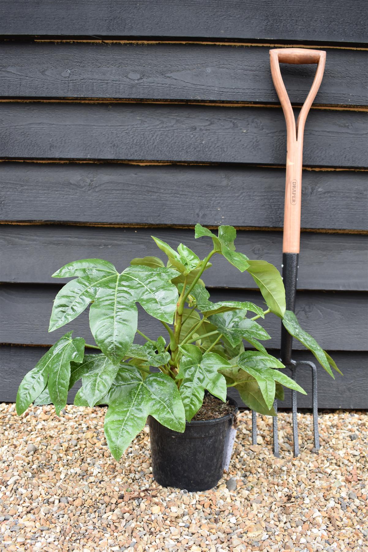 Fatsia Japonica (Japanese aralia) - 40-70cm, 5lt