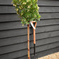 Arbutus unedo Tree | Strawberry Tree - Half Standard - Clear Stem - Height 160-180cm - 18lt