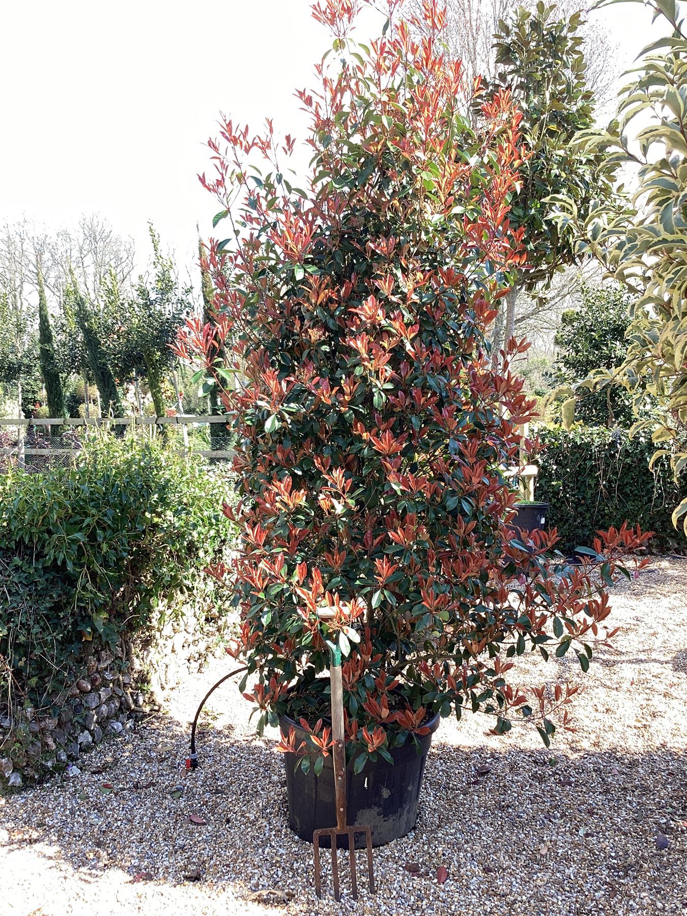 Photinia Red Robin - 220-230cm - 110lt