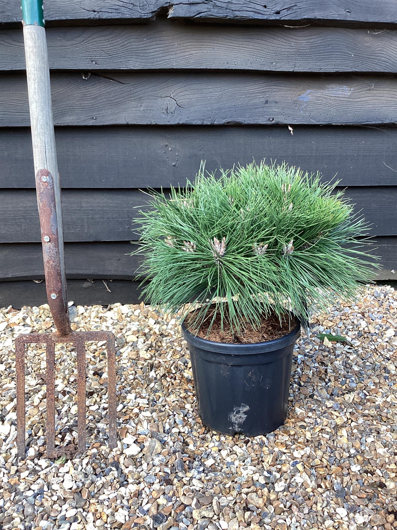 Pinus Nigra Brepo - Height 50cm - Width 25-30cm - 8lt