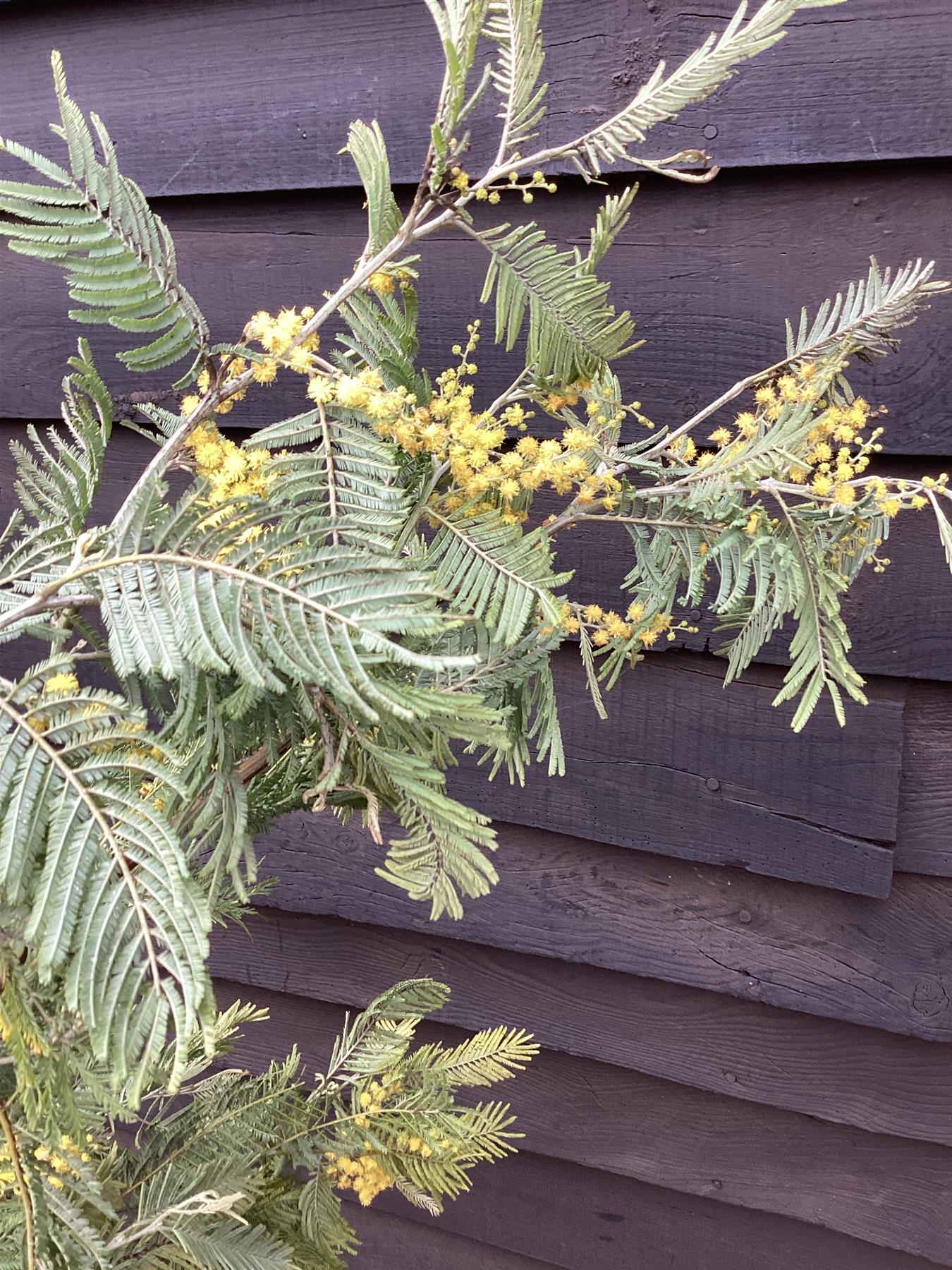 Mimosa Tree | Acacia dealbata - Girth 10-12cm - 300-320cm - 20lt