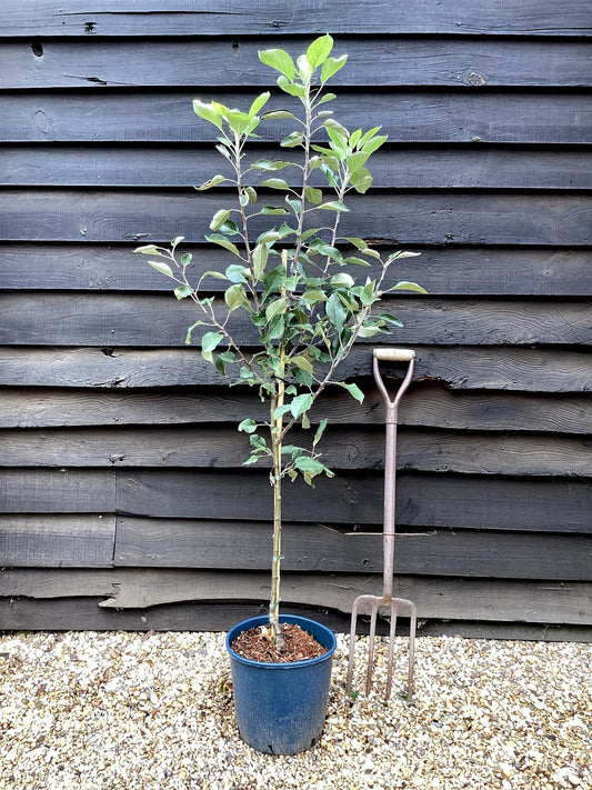 Apple tree 'James Grieve' | Malus domestica - M27 - Ultra-Dwarfing - Height 140-150cm - 20lt