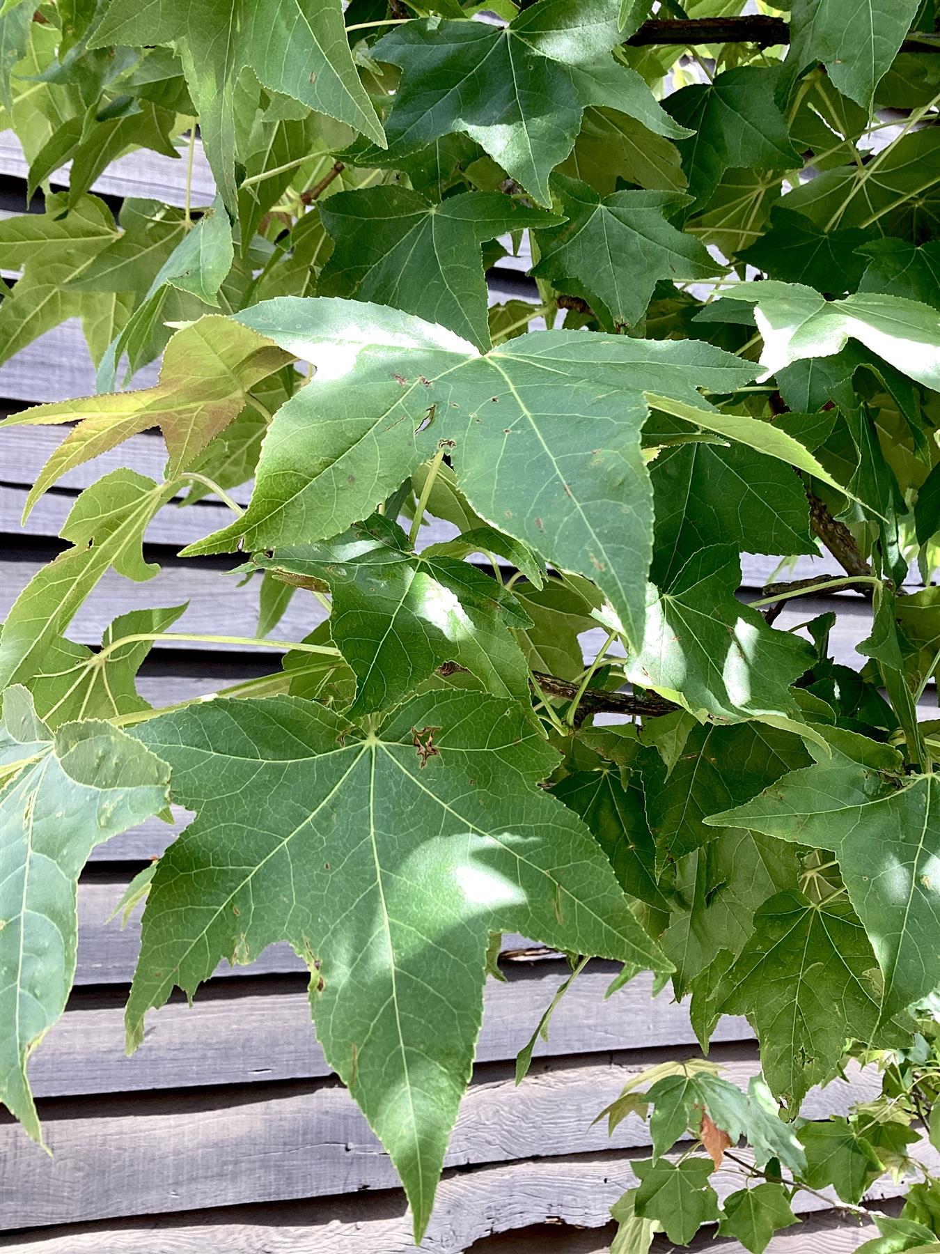 Liquidambar styraciflua | Sweet Gum Tree - 380-400cm, 150lt