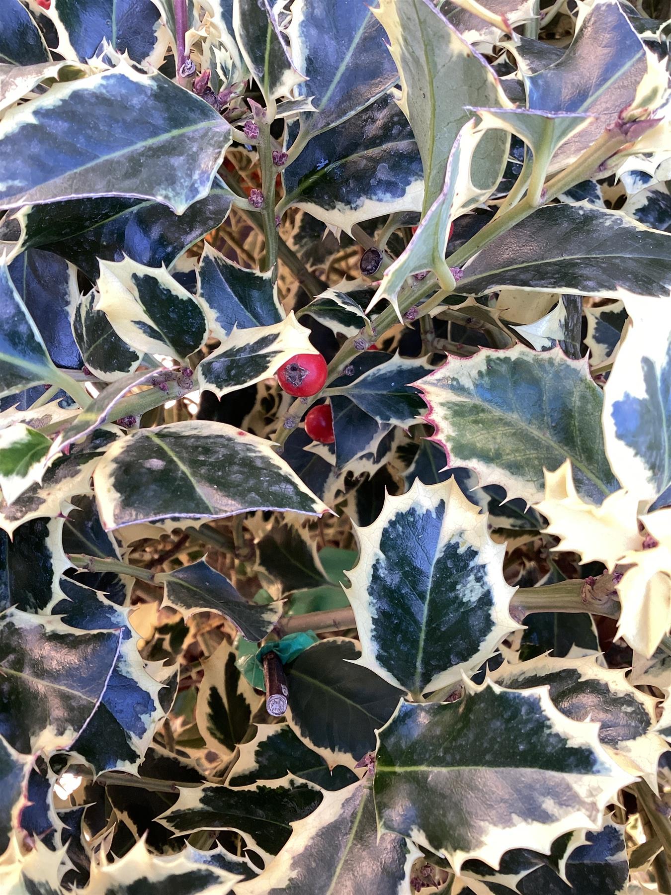 Ilex aquifolium 'Argentea Marginata' | Silver-Margined Holly - Ball - 100cm, 45lt