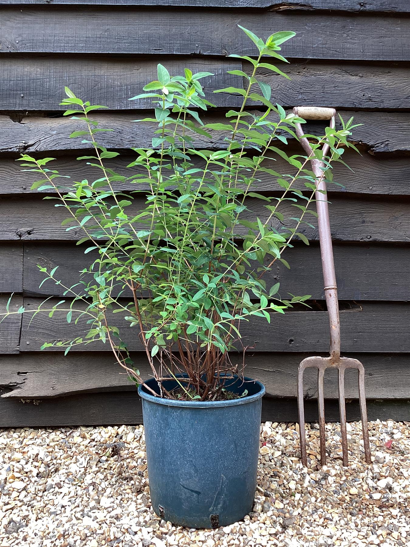 Hypericum x hidcoteense 'Hidcote' | St John's Wort 'Hidcote' - 30-50cm - 12lt