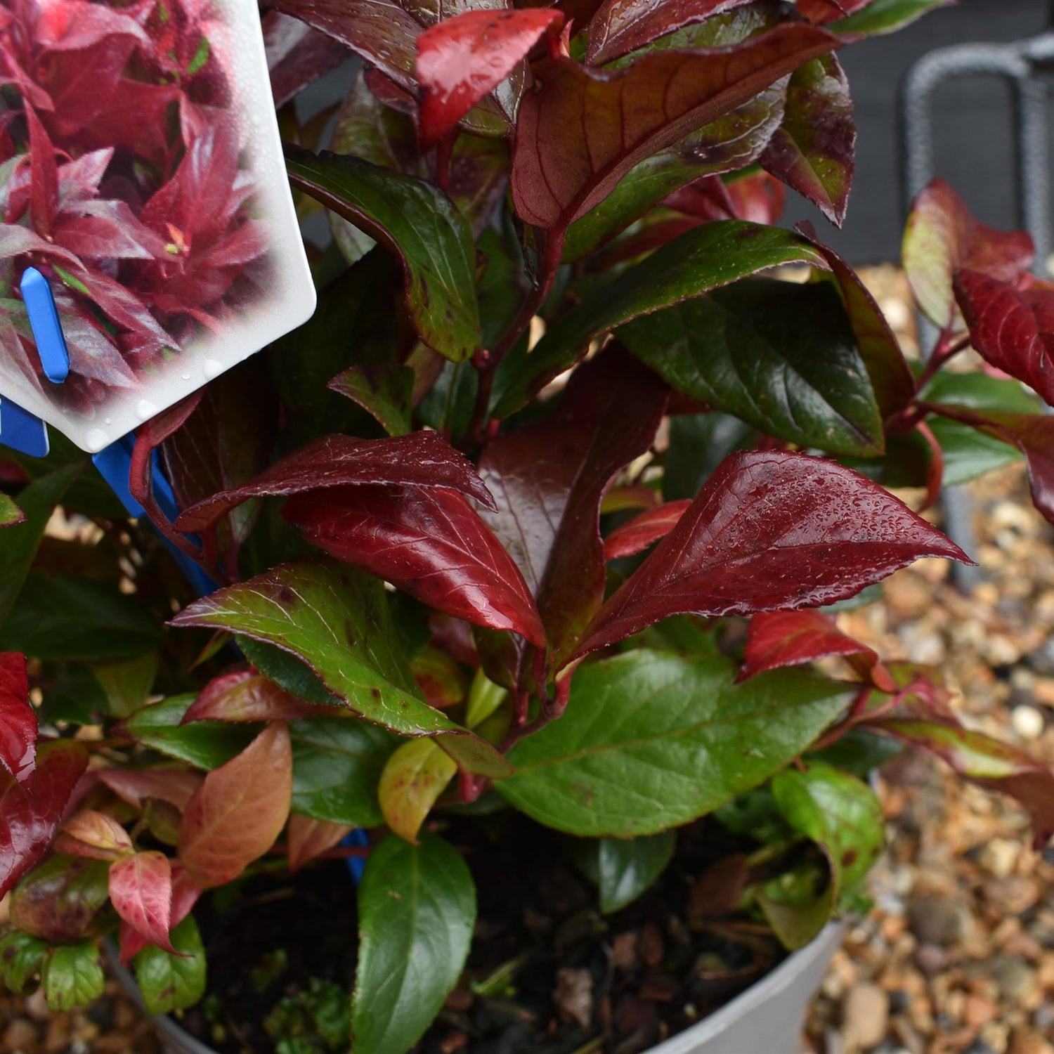 Leucothoe Scarletta 'Zeblid' | Dog Hobble - 20-40cm - 2lt