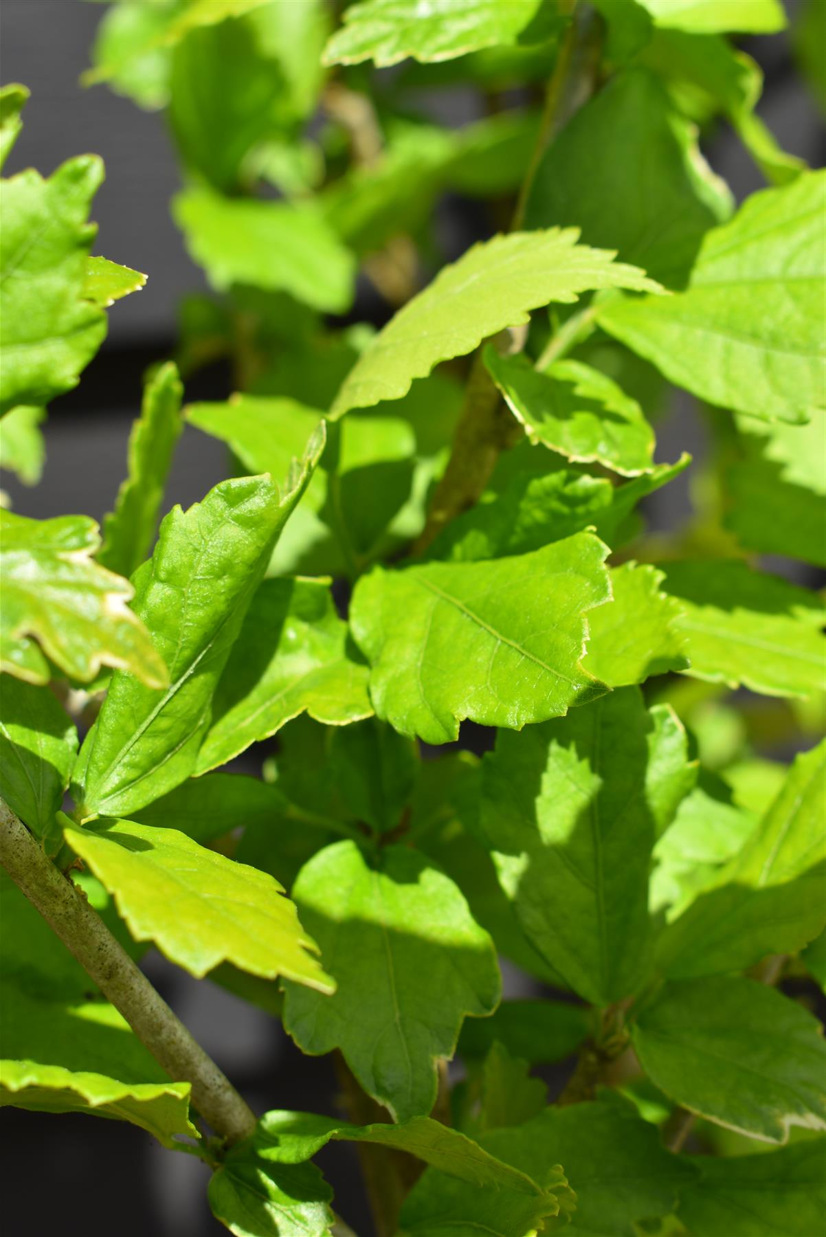 Hibiscus Tree 1/2 std | Rose of Sharon Clear Stem - 200-250cm, 30lt