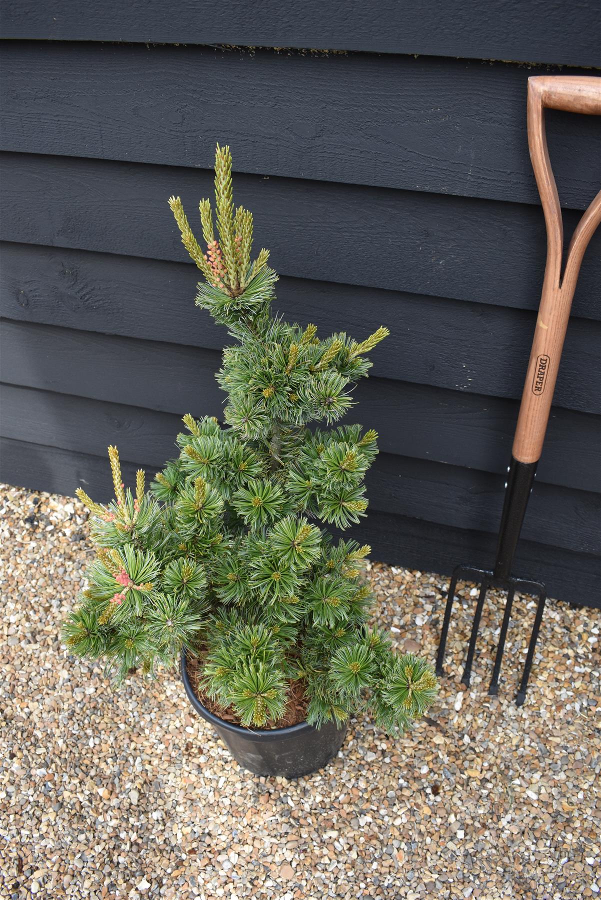 Pinus parviflora 'Ara kawa' | Japanese white pine - Height 70-80cm - Width 40-50cm - 11lt