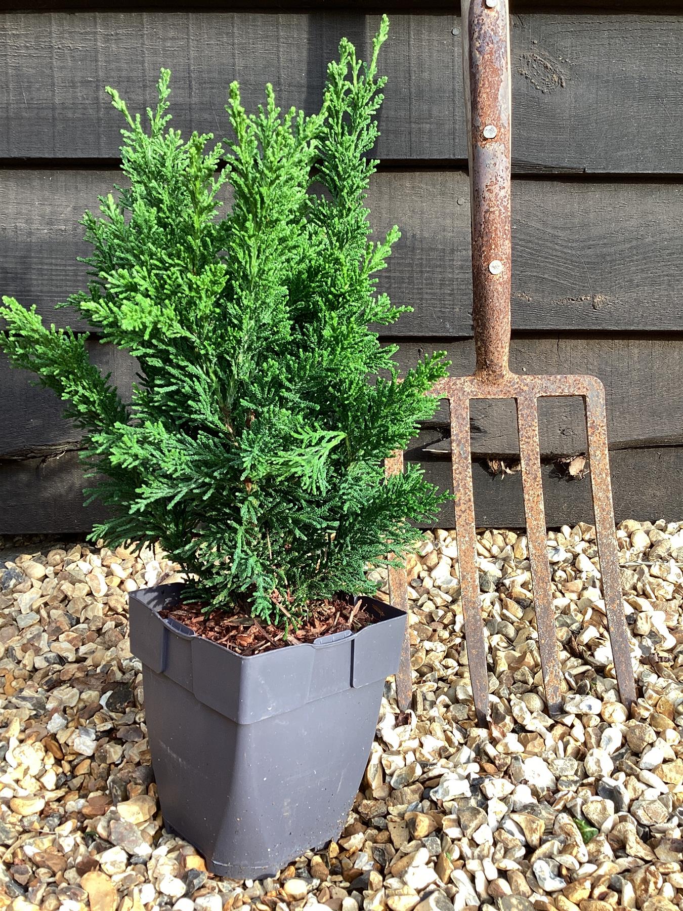 Chamaecyparis obtusa 'Draht' | Hinoki Cypress 'Draht'- 2lt