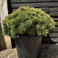 Pinus mugo 'Ophir' | dwarf mountain pine 'Ophir' - Height 80cm Width 70-80cm - 65lt