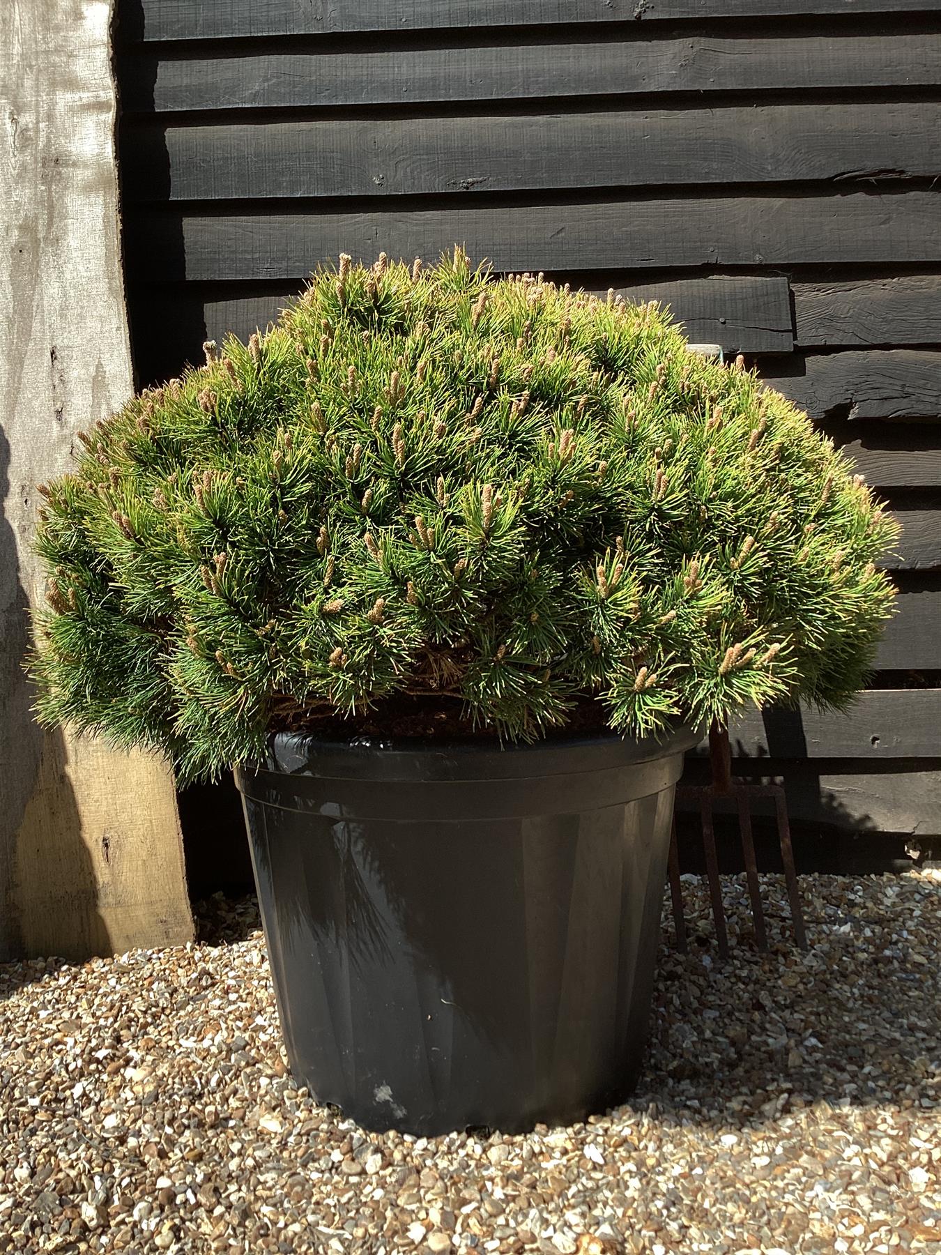 Pinus mugo 'Ophir' | dwarf mountain pine 'Ophir' - Height 80cm Width 70-80cm - 65lt