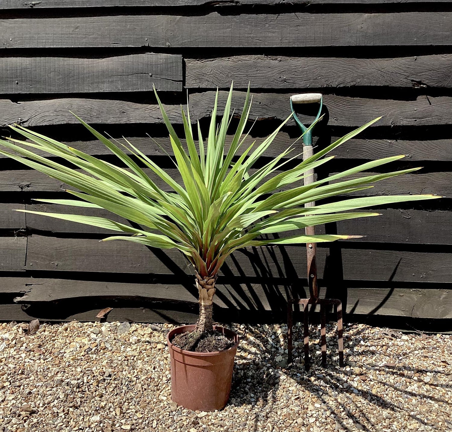 Cordyline australis Peko | Peko 60-80cm - 7lt