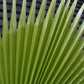 Washingtonia robusta | Mexican fan palm - Stem 20-30cm - Girth 26-32cm - Height 120-130cm - 30lt