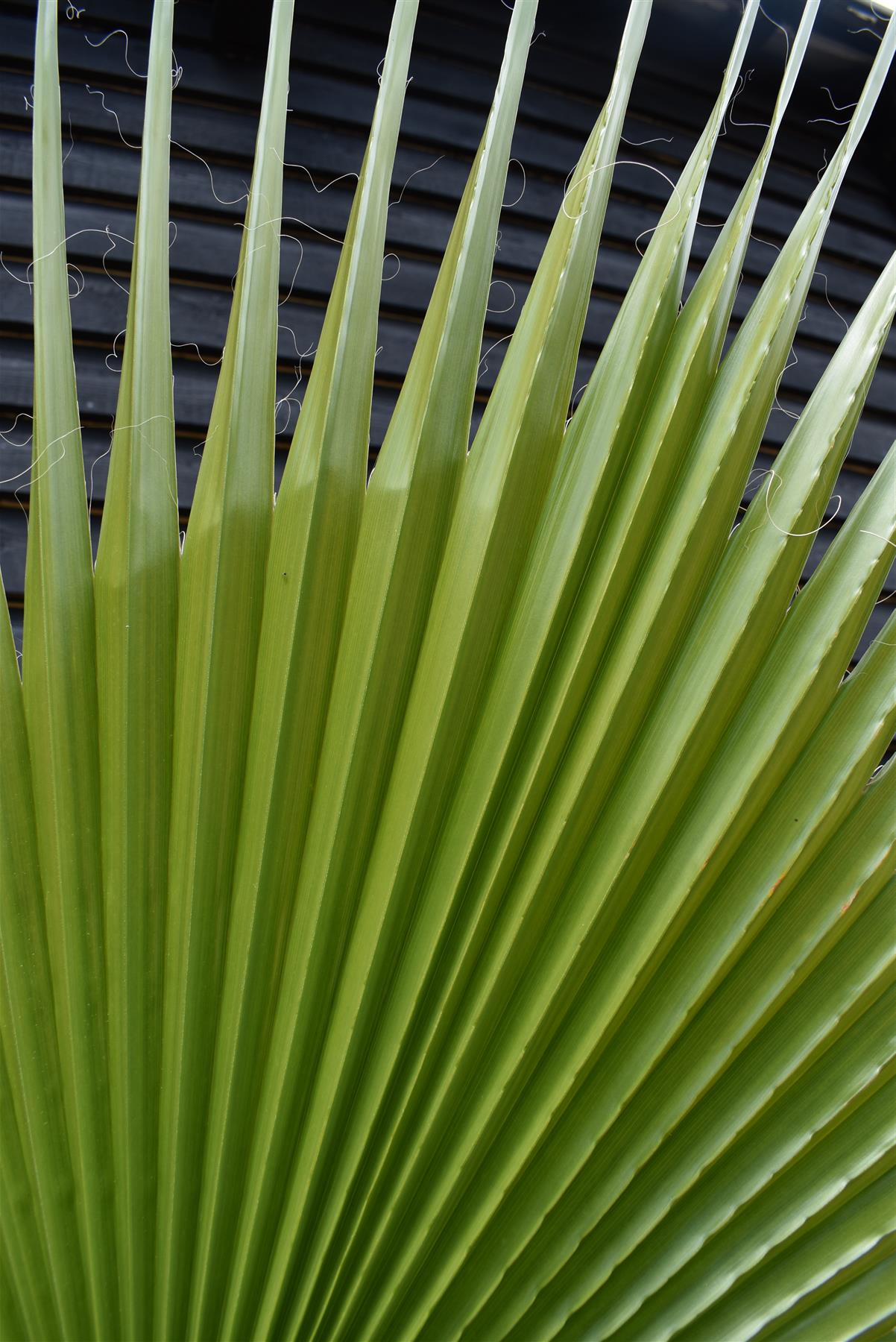 Washingtonia robusta | Mexican fan palm - Stem 20-30cm - Girth 26-32cm - Height 120-130cm - 30lt