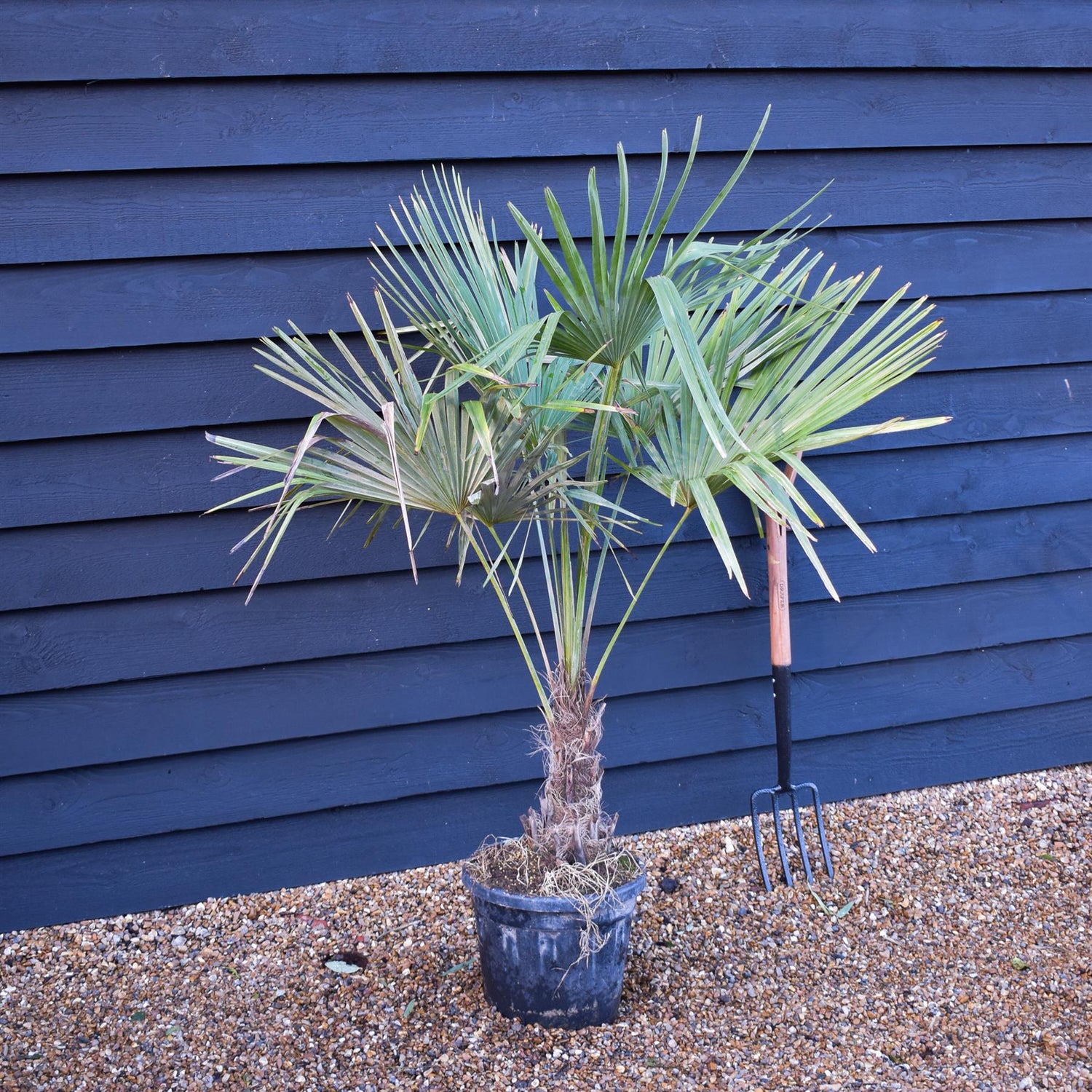 Trachycarpus fortunei | Chusan Palm - Height 130-140cm - 20lt