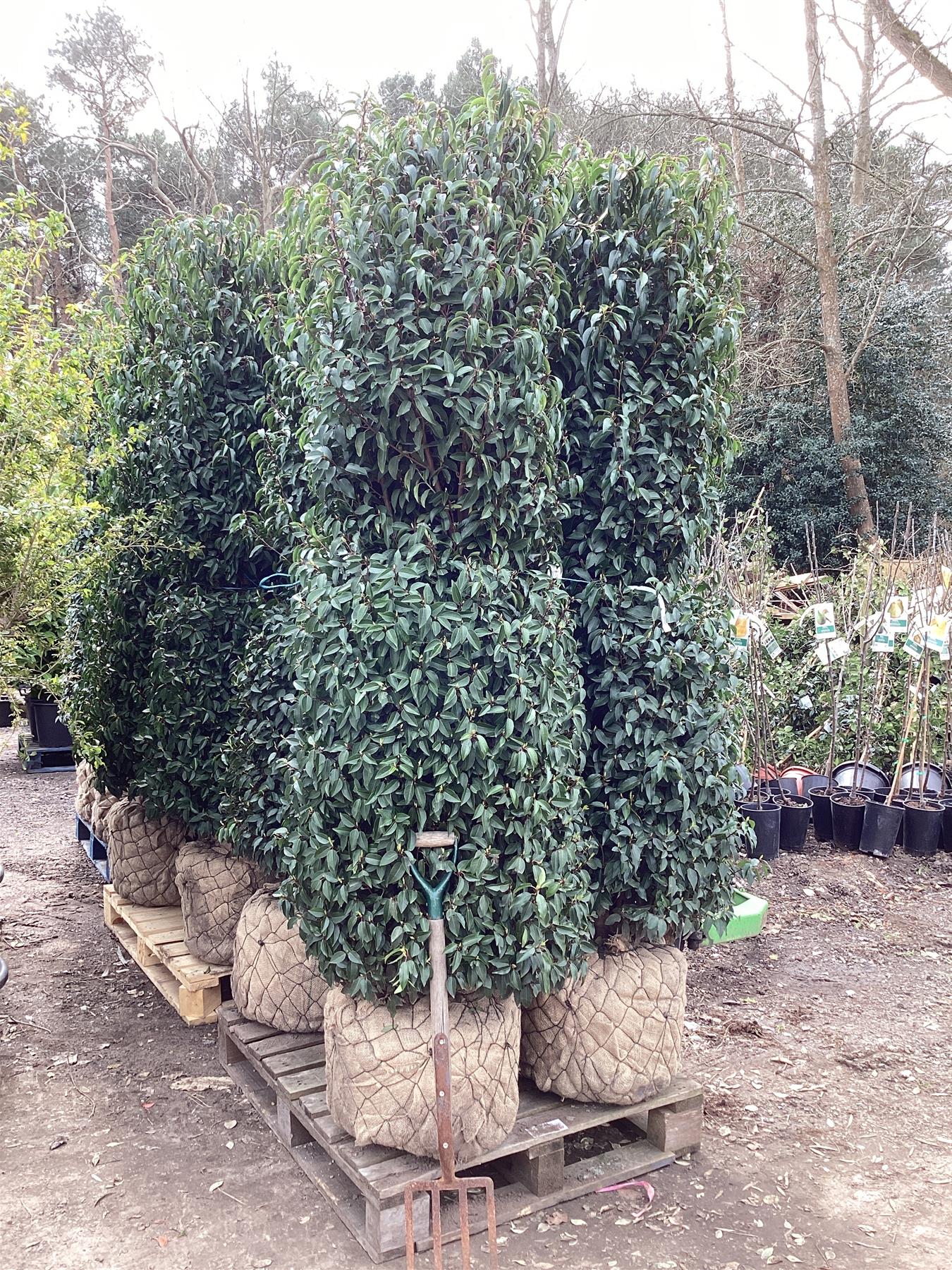 Portuguese Laurel | Prunus lusitanica 'Angustifolia'  -Bushy  Columnar - 220-240cm - 90lt