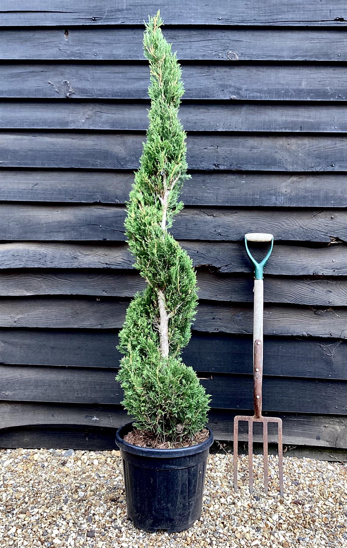 Cupressus sempervirens 'Pyramidalis' - Spiral - 160-180cm, 20lt