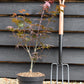 Acer palmatum 'Bloodgood' | Bloodgood Japanese Maple - 50-70cm - 4lt
