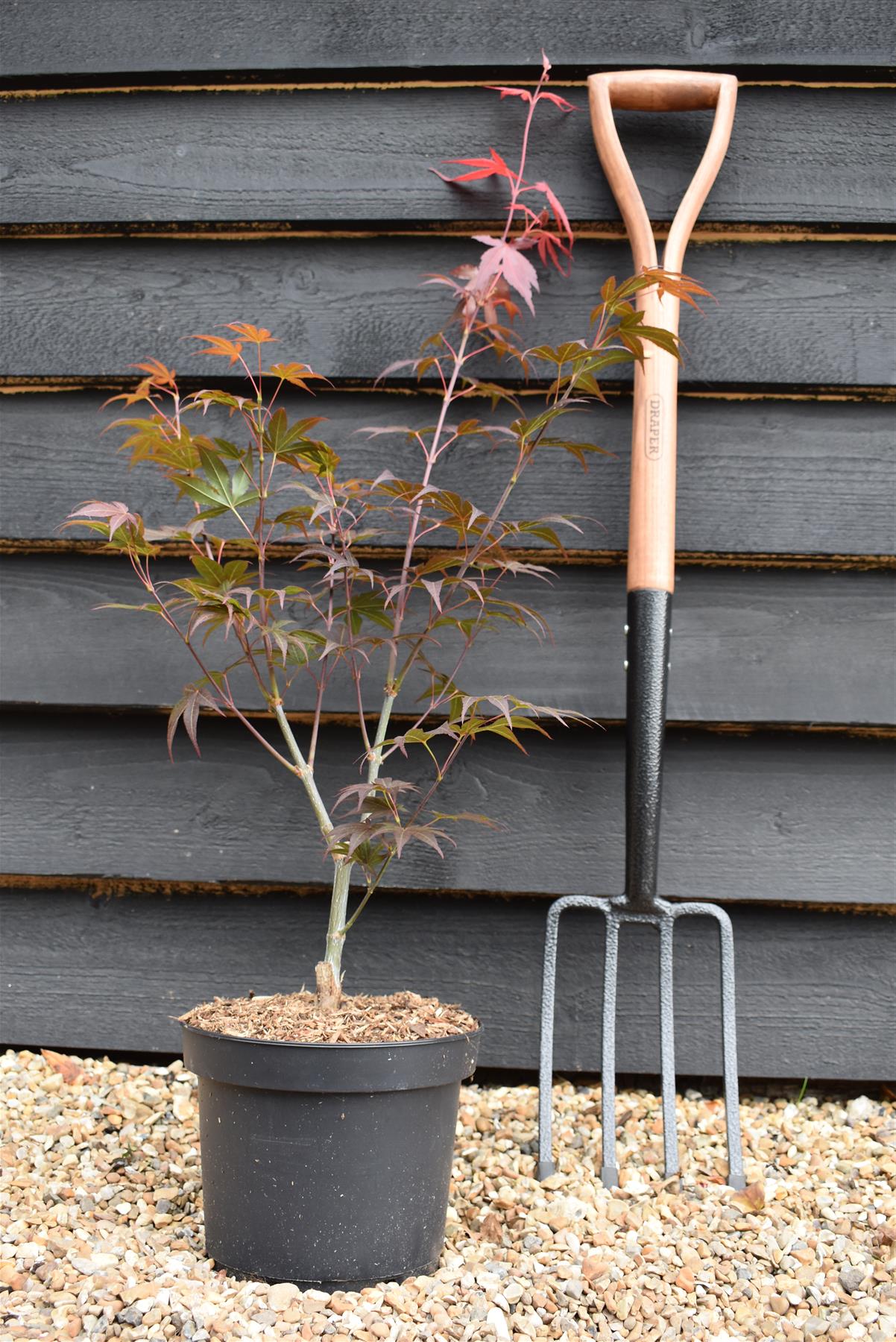 Acer palmatum 'Bloodgood' | Bloodgood Japanese Maple - 50-70cm - 4lt