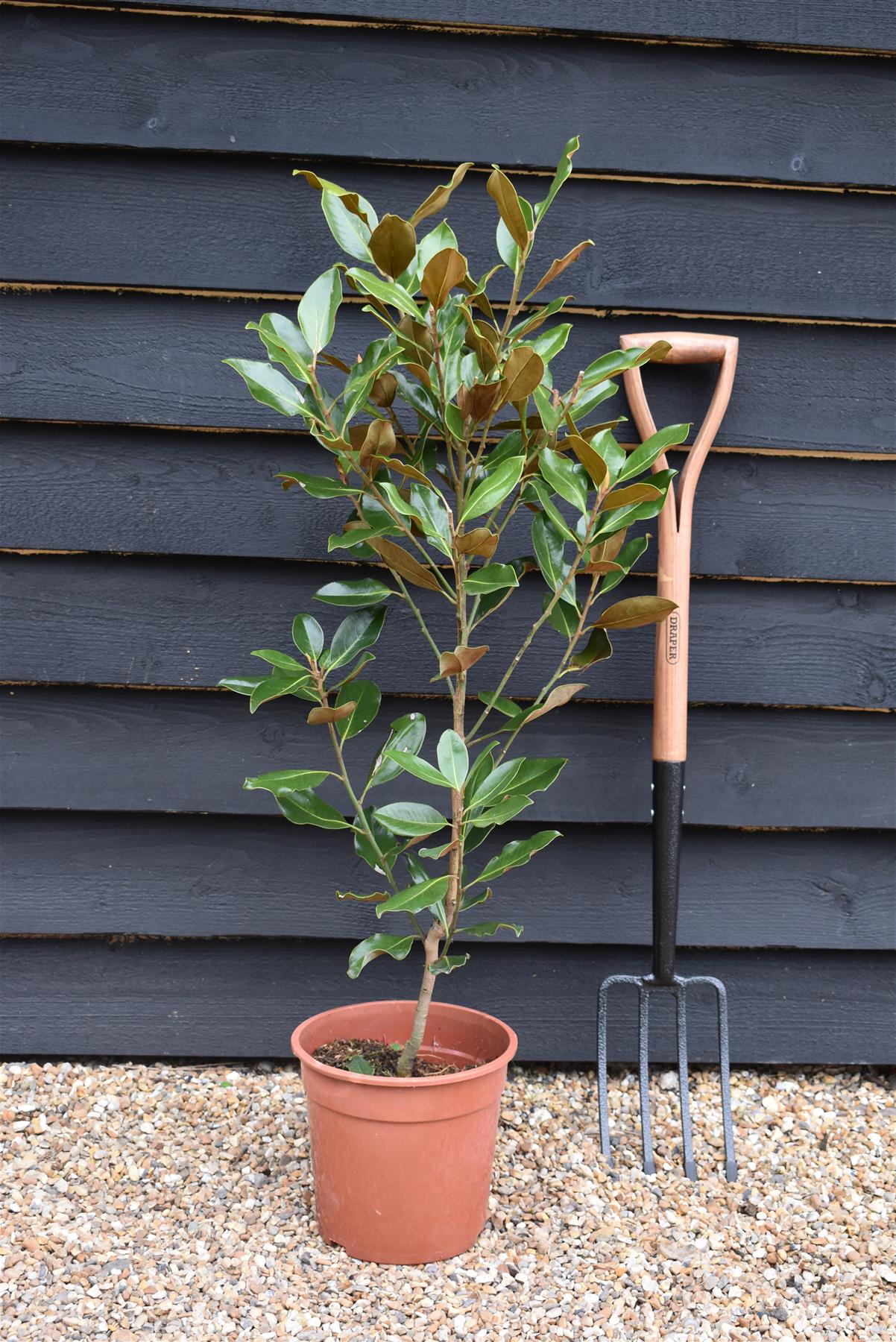 Magnolia Grandiflora Little Gem | Southern Magnolia ‘Little Gem’ - Shrub - Small Tree - Hedging - Height 110-120cm - 5-7lt