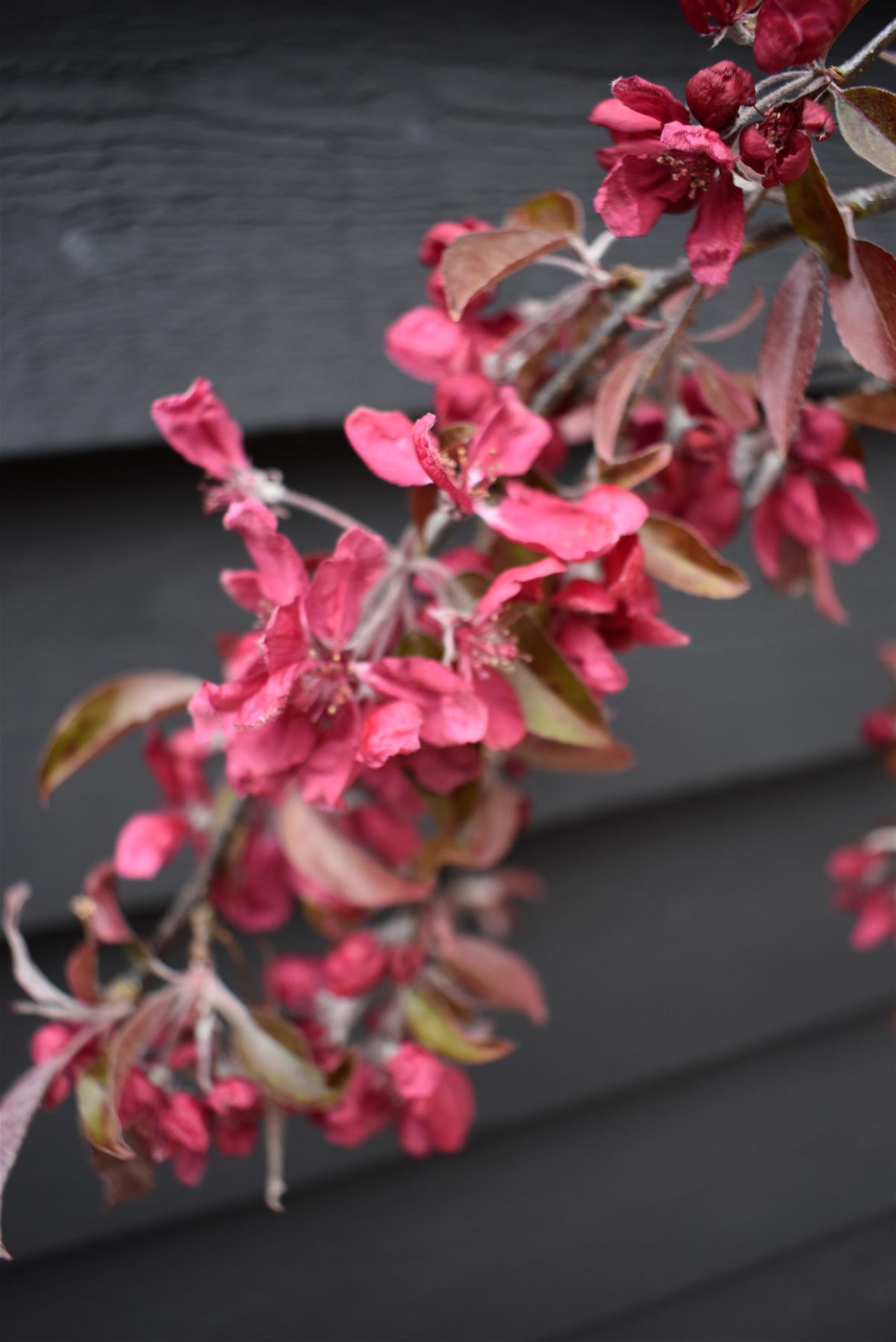 Malus Crimson Cascade | Purple Weeping Crab Apple Tree - 200-250cm, 10lt