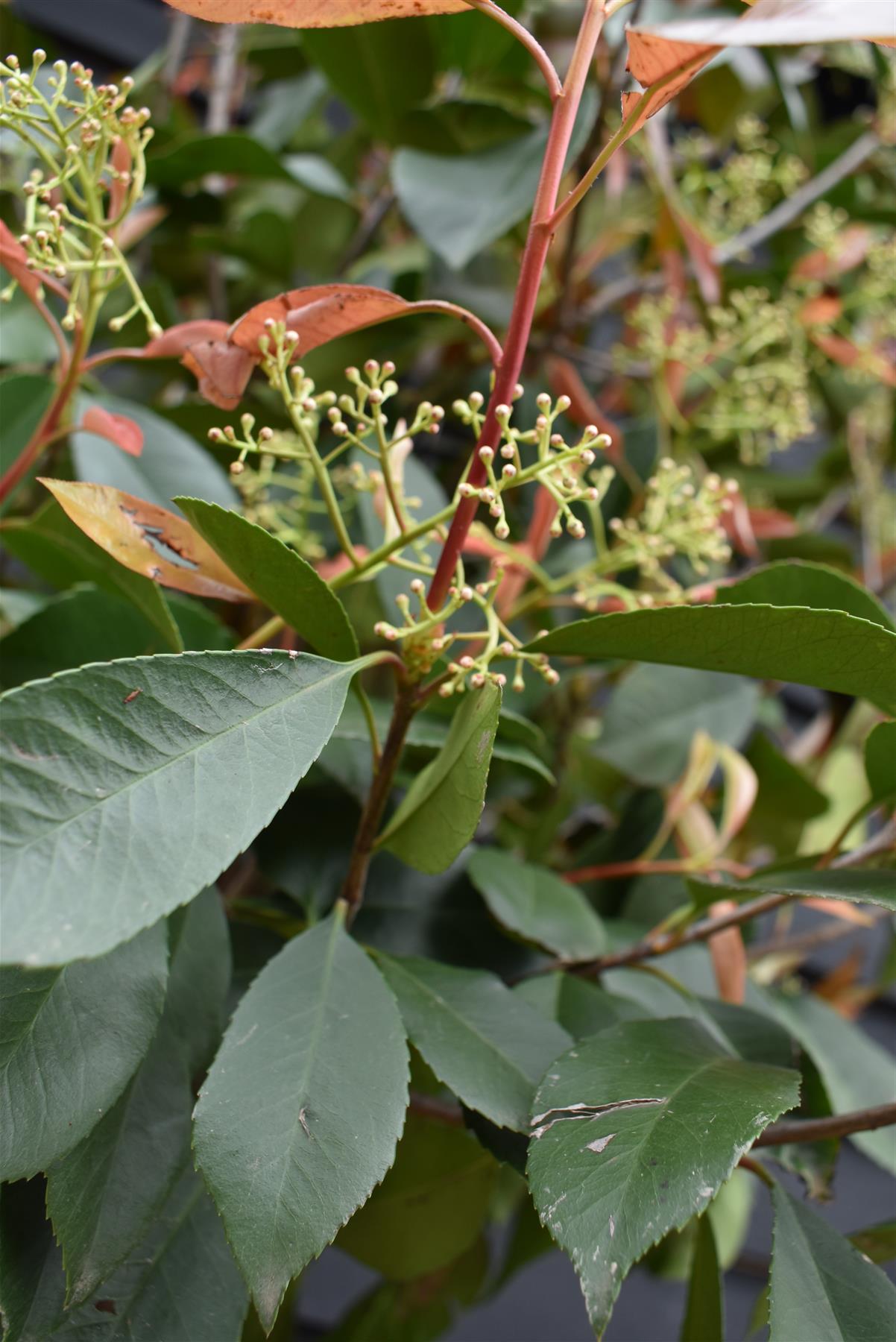 Photinia x fraseri Red Robin - Clear Stem - Height 250cm - 25lt