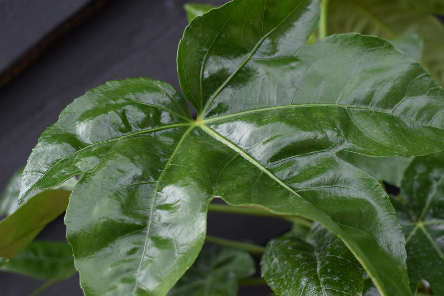 Fatsia Japonica (Japanese aralia) - 40-70cm, 5lt