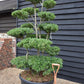 Ilex Crenata Blondie| Japanese Holly Cloud Tree - Bonsai - 200cm - 15 Clouds - 230lt