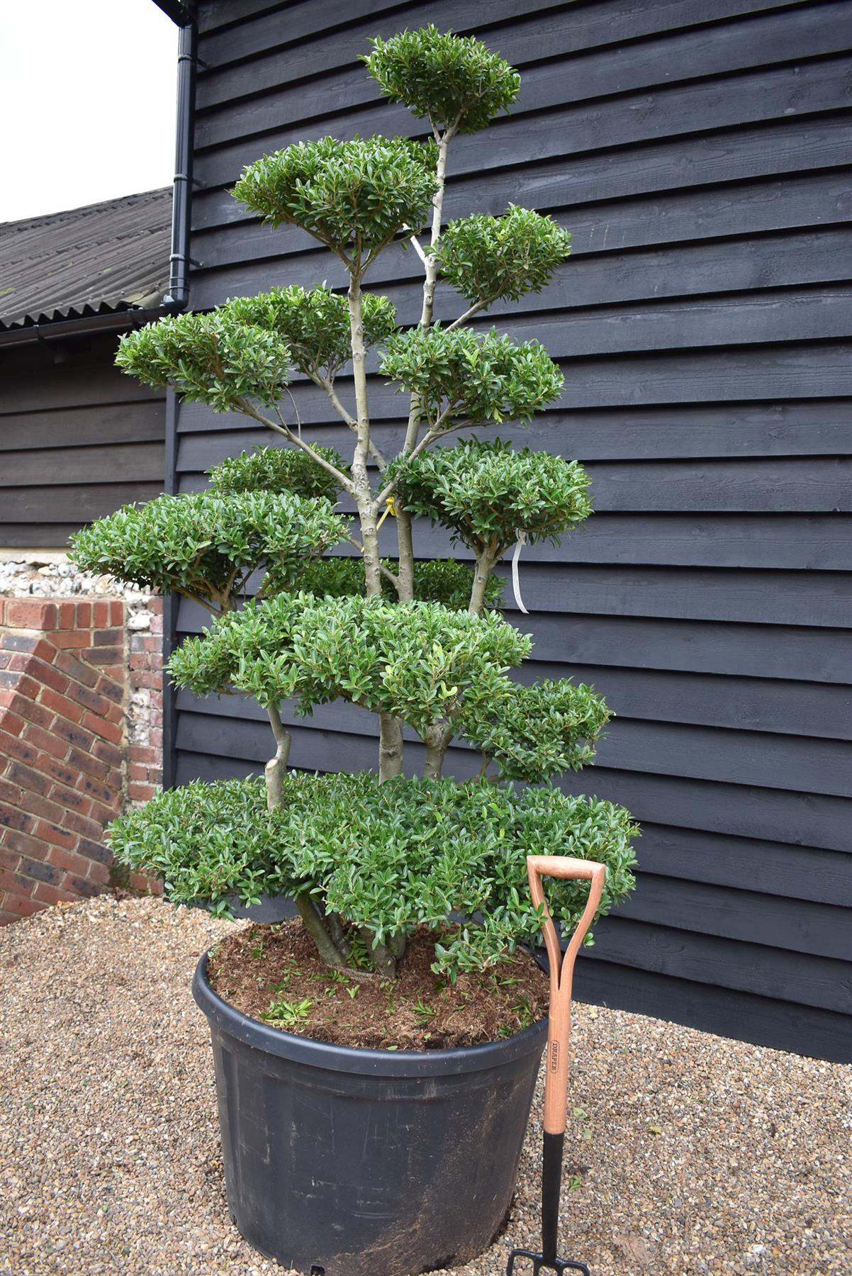 Ilex Crenata Blondie| Japanese Holly Cloud Tree - Bonsai - 200cm - 15 Clouds - 230lt