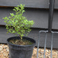 Pittosporum tenuifolium Arundel Green - 20-50cm - 3lt