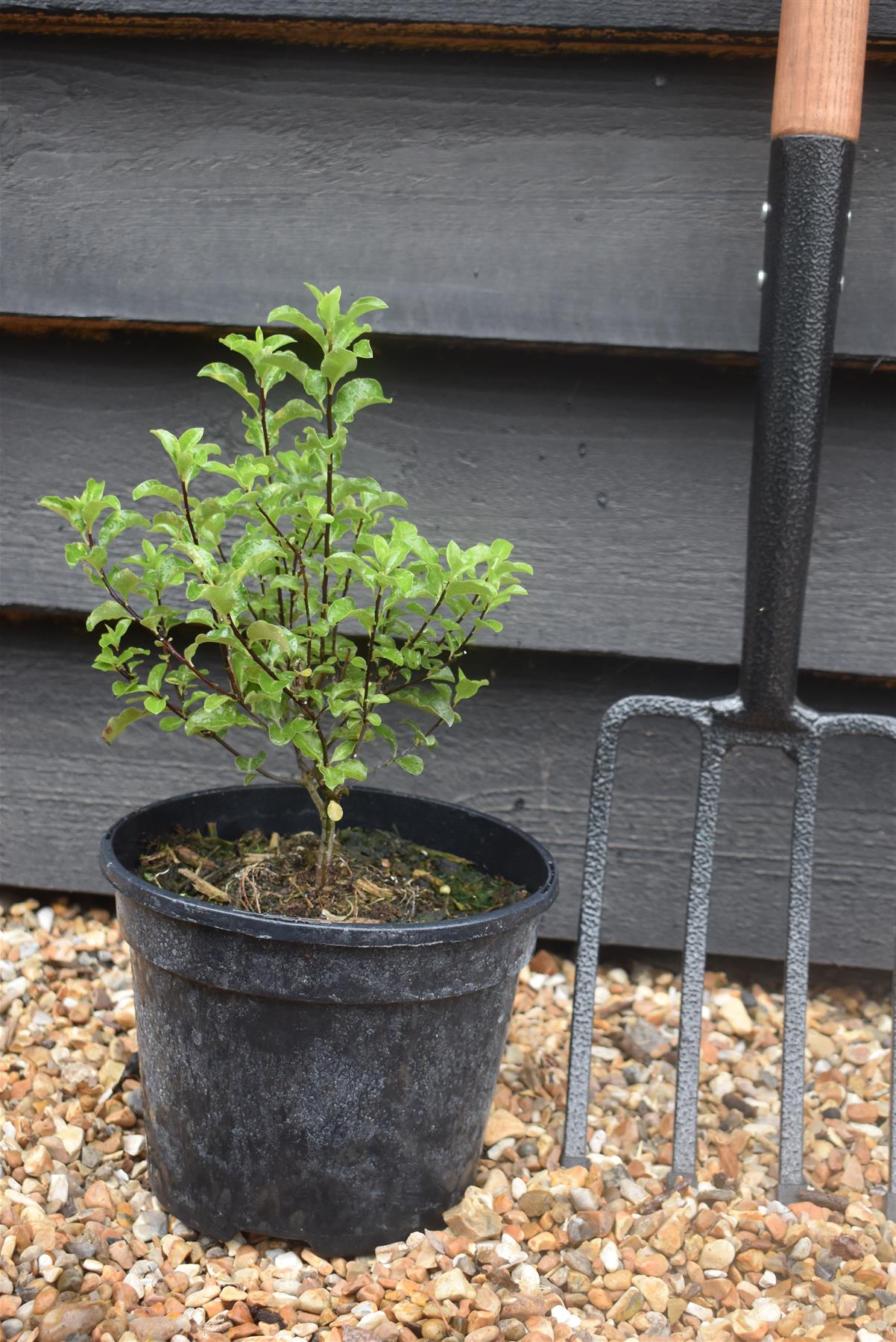 Pittosporum tenuifolium Arundel Green - 20-50cm - 3lt