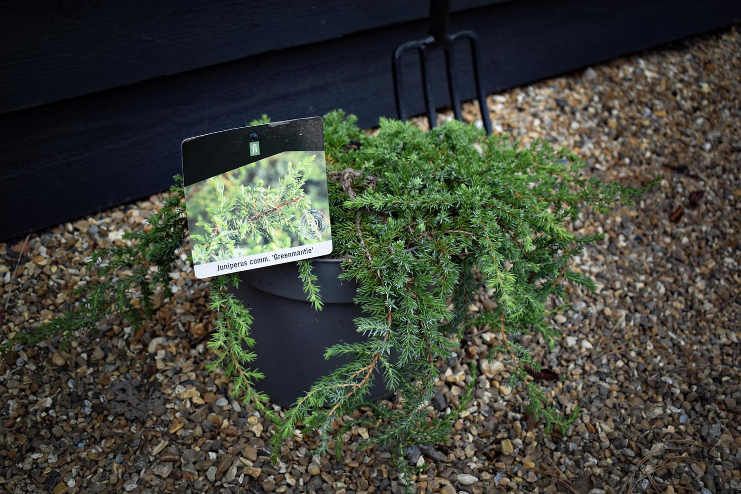 Juniperus communis 'Greenmantle' - Width - 60-70cm - Height 10cm - 7.5lt