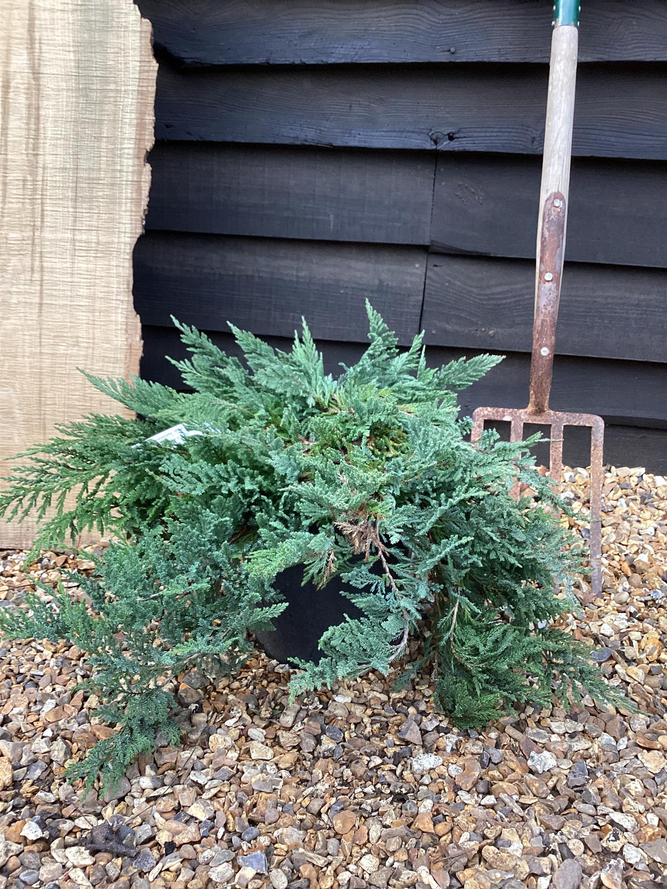 Juniperus horizontalis 'Blue Chip' | Creeping Juniper ‘Blue’ - 20-40cm, 10lt